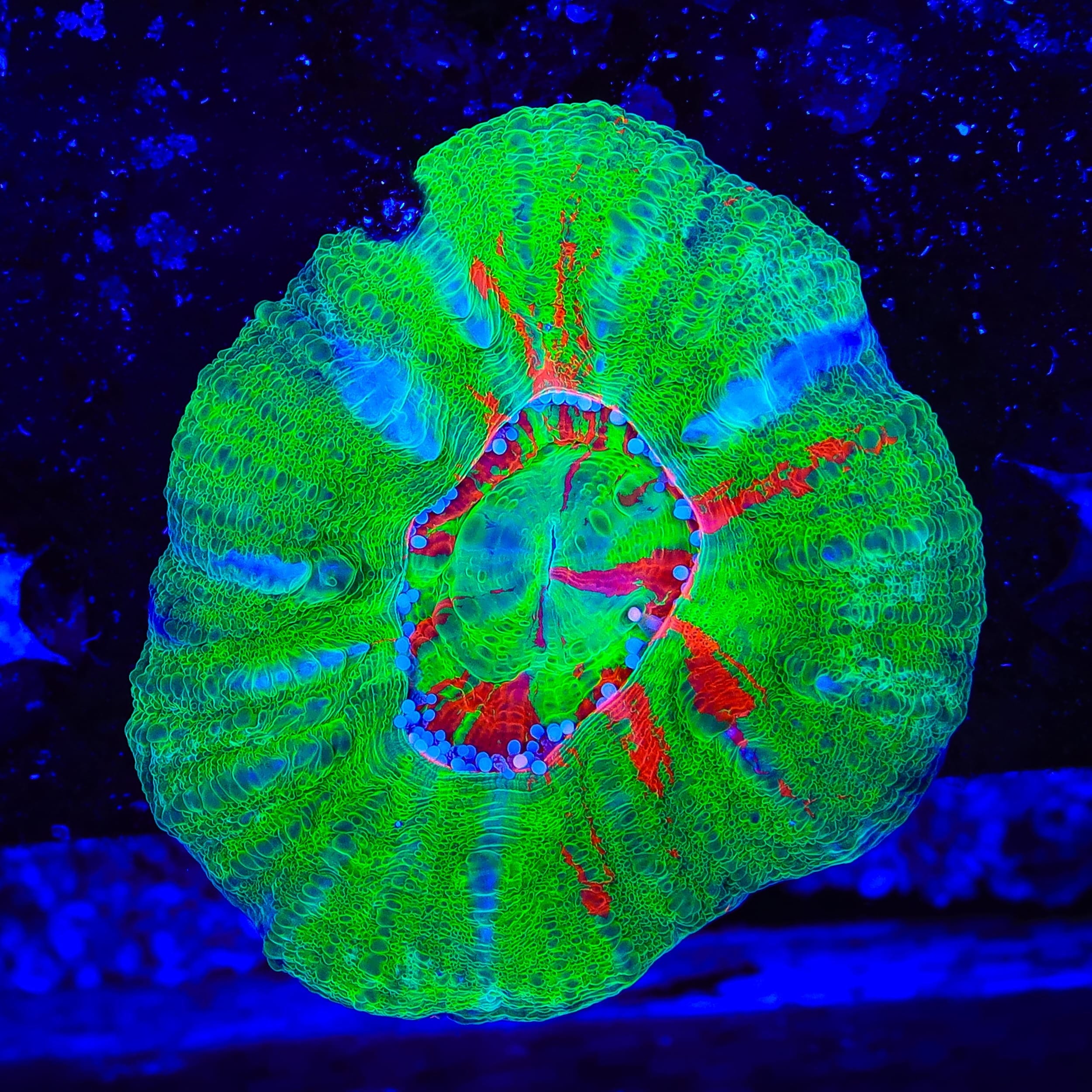Bleeding Apple Scolymia Coral