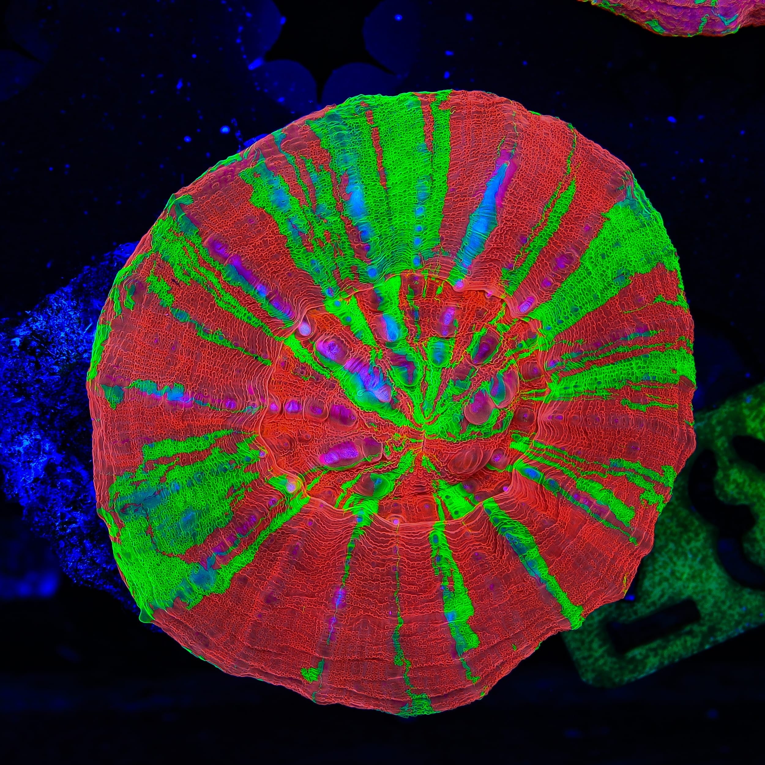 Bleeding Apple Scolymia Coral