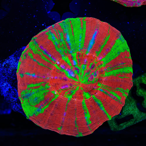 Bleeding Apple Scolymia Coral
