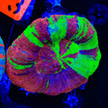 Bleeding Apple Scolymia Coral