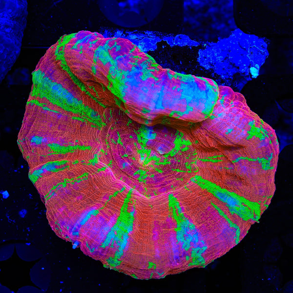 Bleeding Apple Scolymia Coral