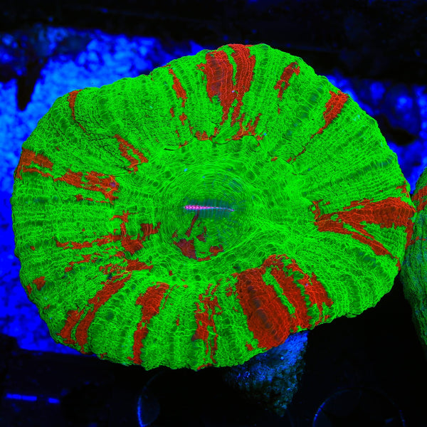 Bleeding Apple Scolymia Coral