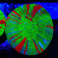 Bleeding Apple Scolymia Coral