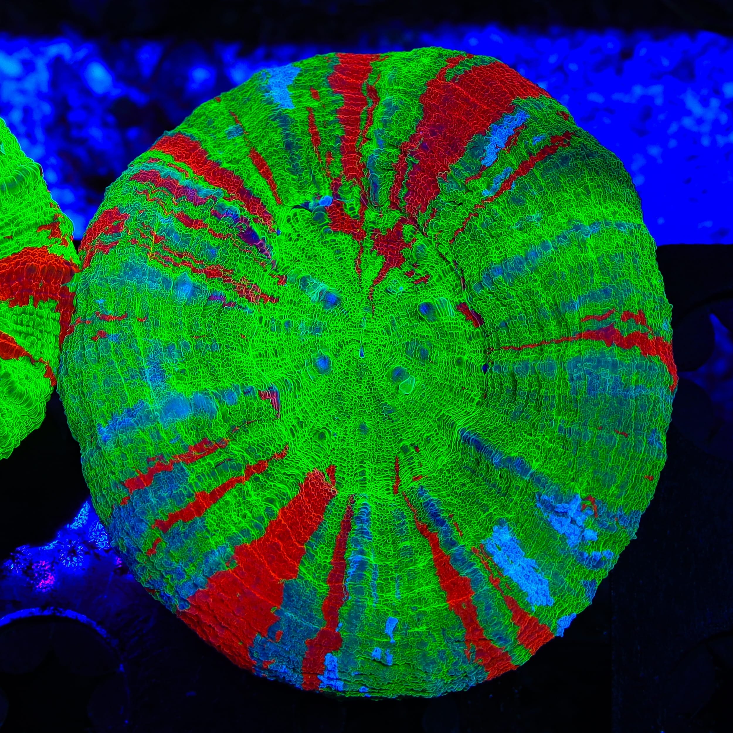 Bleeding Apple Scolymia Coral