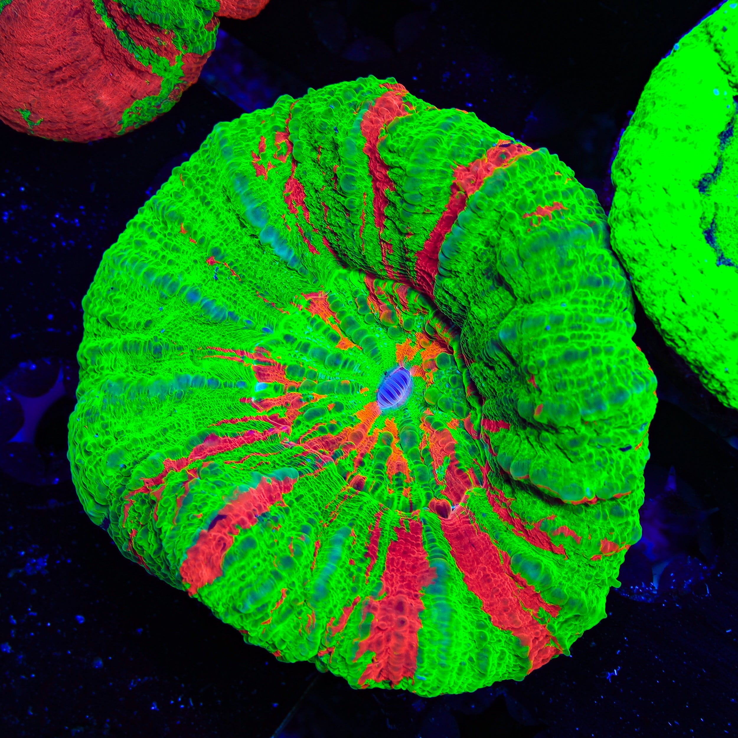 Bleeding Apple Scolymia Coral
