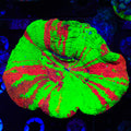 Bleeding Apple Scolymia Coral