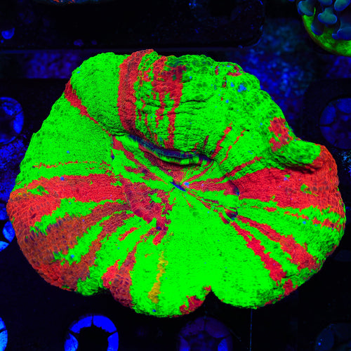 Bleeding Apple Scolymia Coral