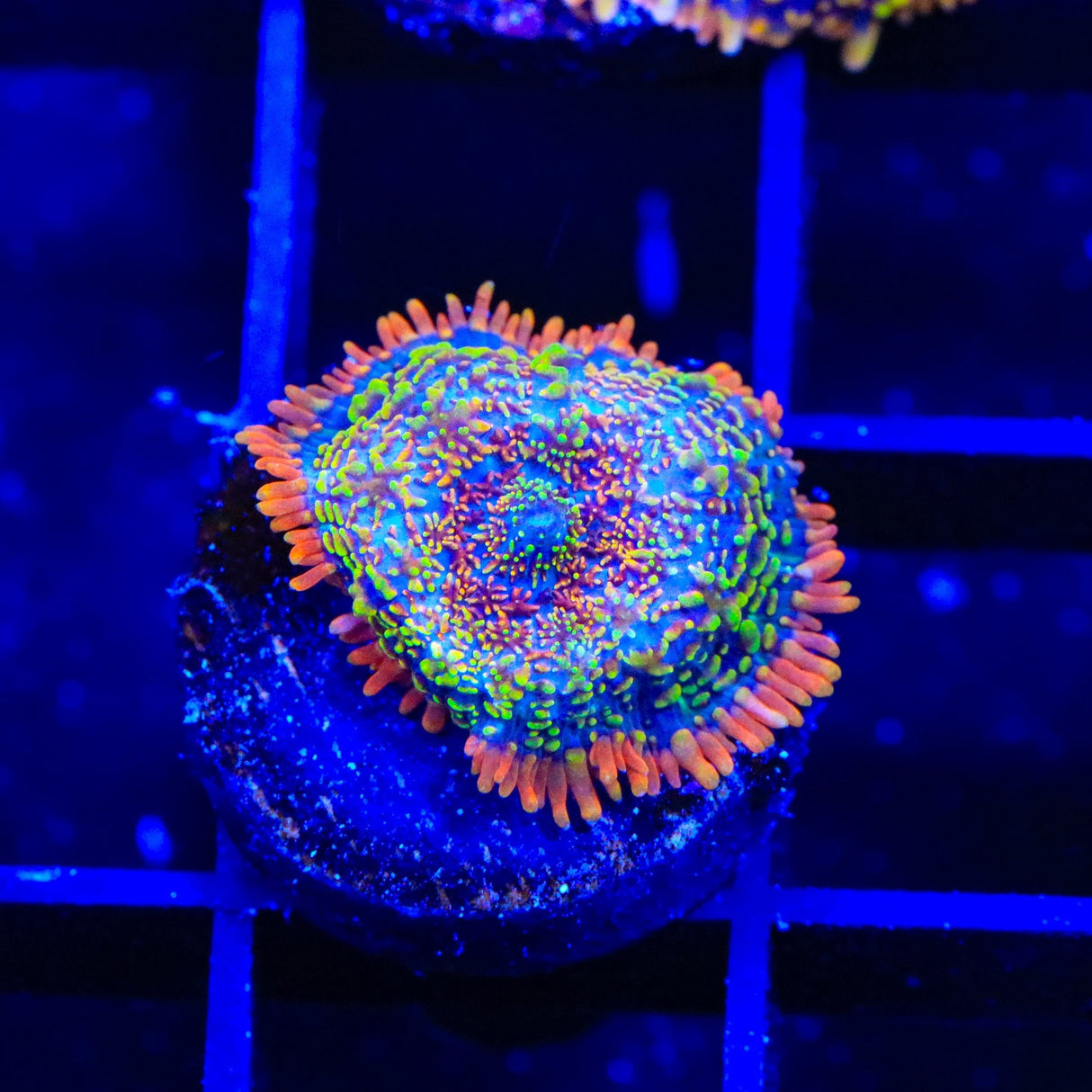 Blood Diamond Mushroom Coral