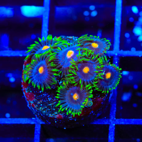 Blow Pop Zoanthids Coral