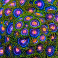 Blow Pop Zoanthids Coral