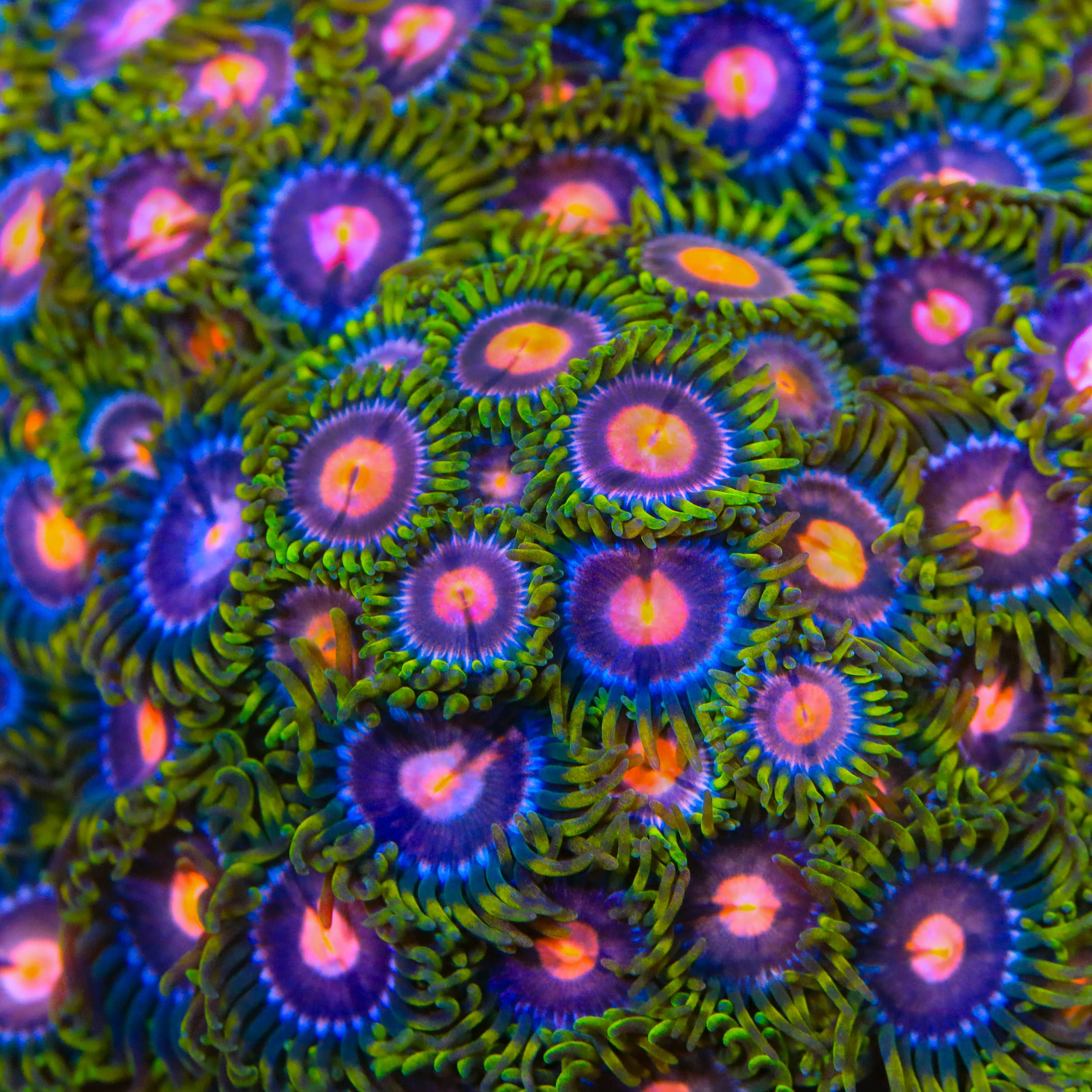 Blow Pop Zoanthids Coral