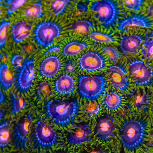 Blow Pop Zoanthids Coral