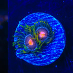Blow Pop Zoanthids Coral