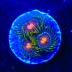 Blow Pop Zoanthids Coral