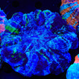 Blue Acanthophyllia Coral