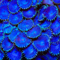 Blue Death Palythoa Zoanthids Coral