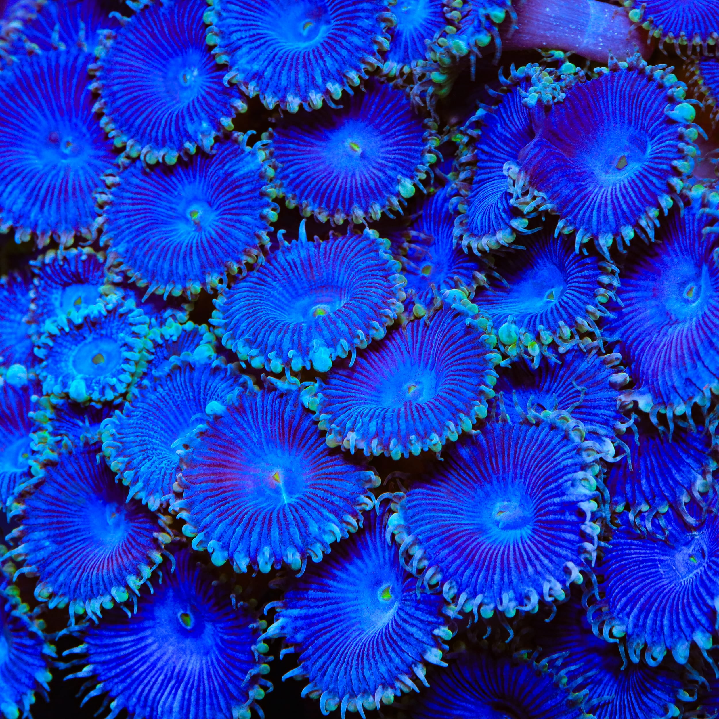 Blue Death Palythoa Zoanthids Coral