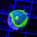 Blue Genie Chalice Coral