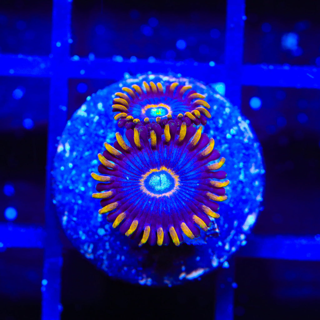 Blue Hornet Zoanthids Coral