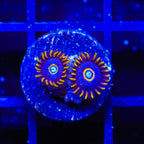 Blue Hornet Zoanthids Coral