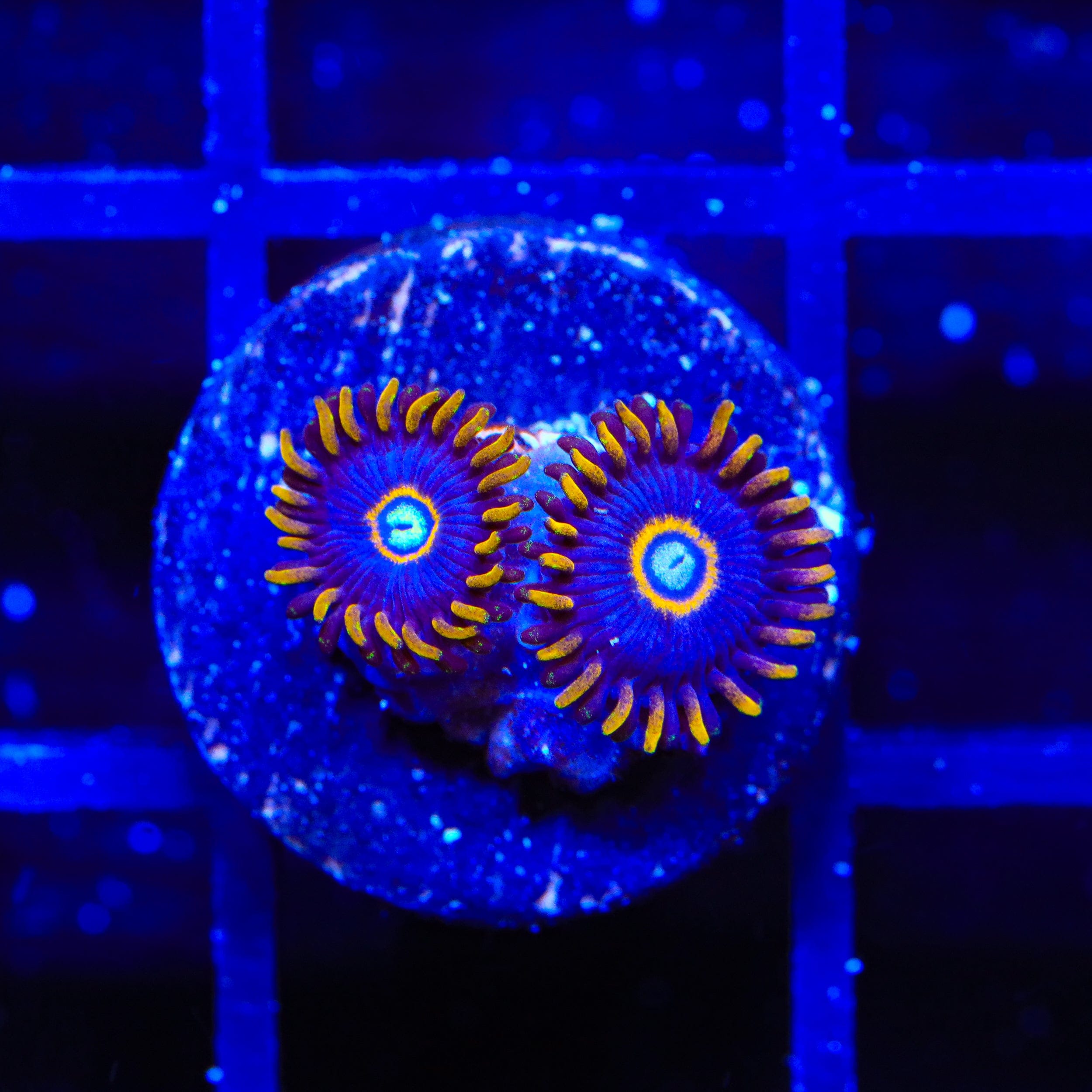 Blue Hornet Zoanthids Coral