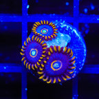 Blue Hornet Zoanthids Coral