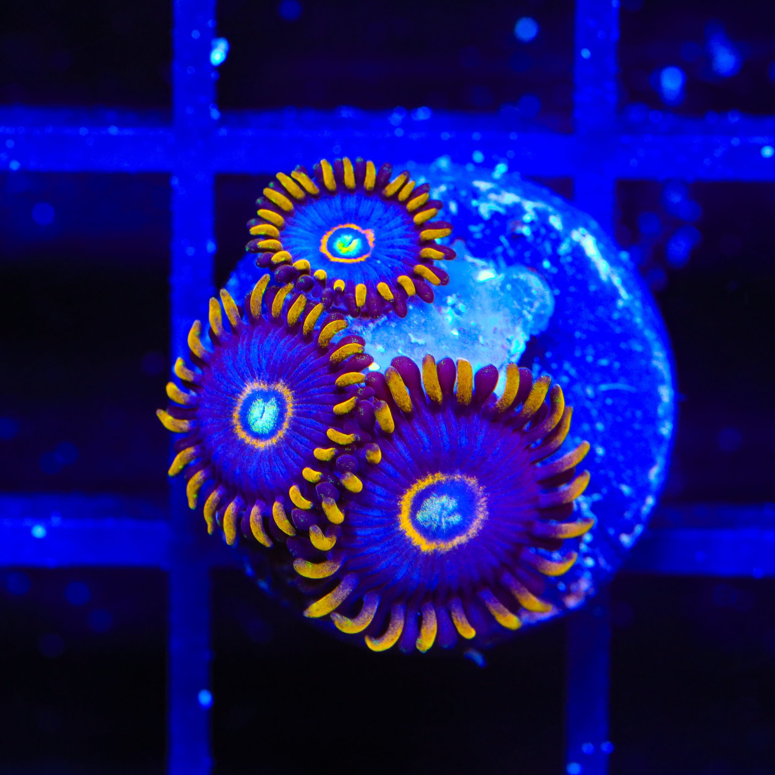 Blue Hornet Zoanthids Coral
