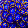 Blue Hornet Zoanthids Coral