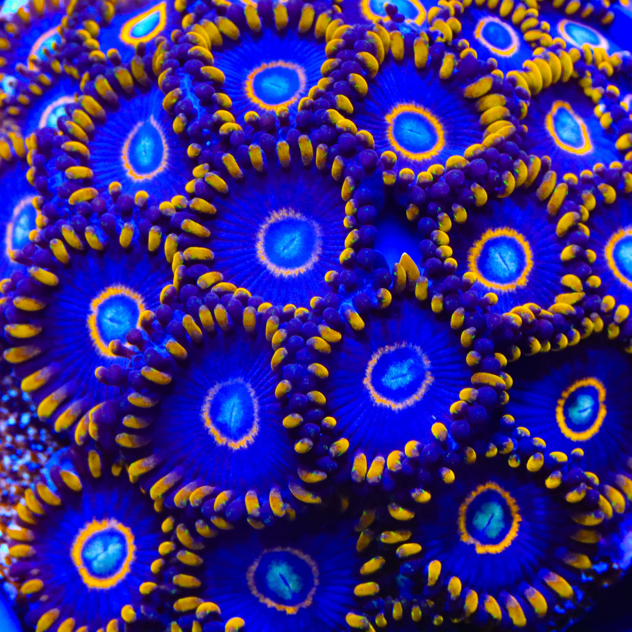 Blue Hornet Zoanthids Coral