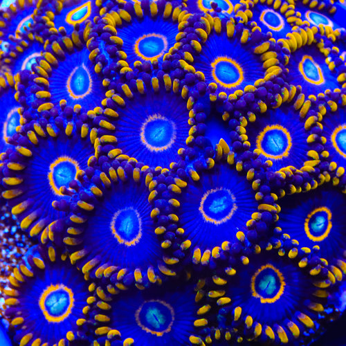 Blue Hornet Zoanthids Coral