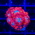 Blue Raven Merletti Blastomussa XL Frag Coral