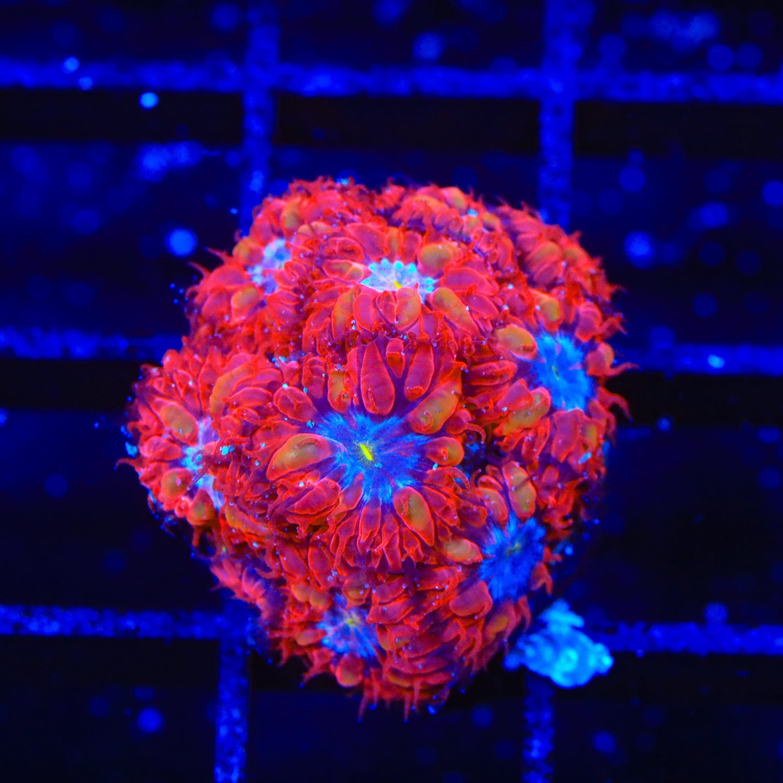 Blue Raven Merletti Blastomussa XL Frag Coral