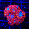 Blue Raven Merletti Blastomussa XL Frag Coral