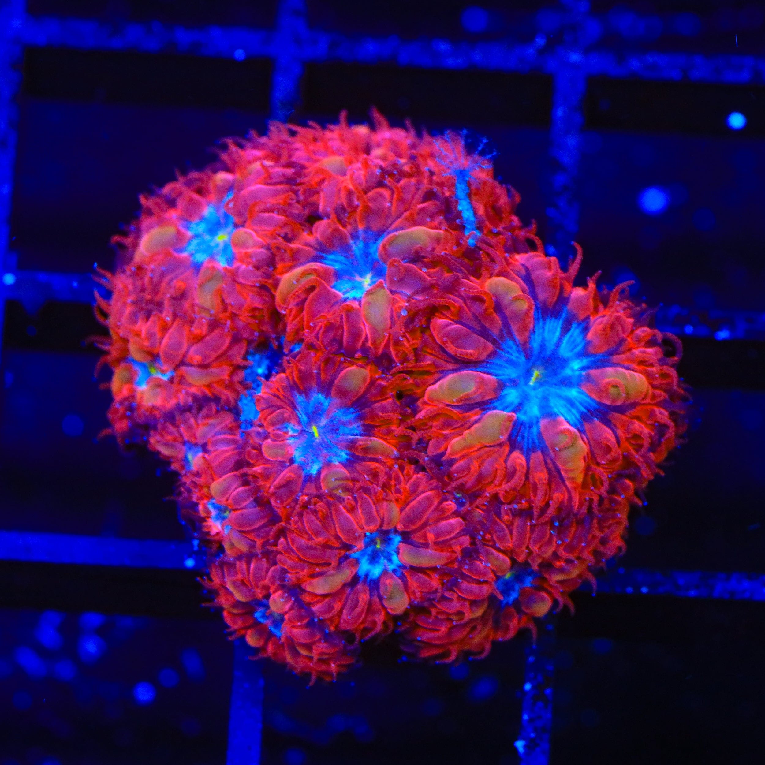 Blue Raven Merletti Blastomussa XL Frag Coral