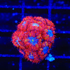 Blue Raven Merletti Blastomussa XL Frag Coral