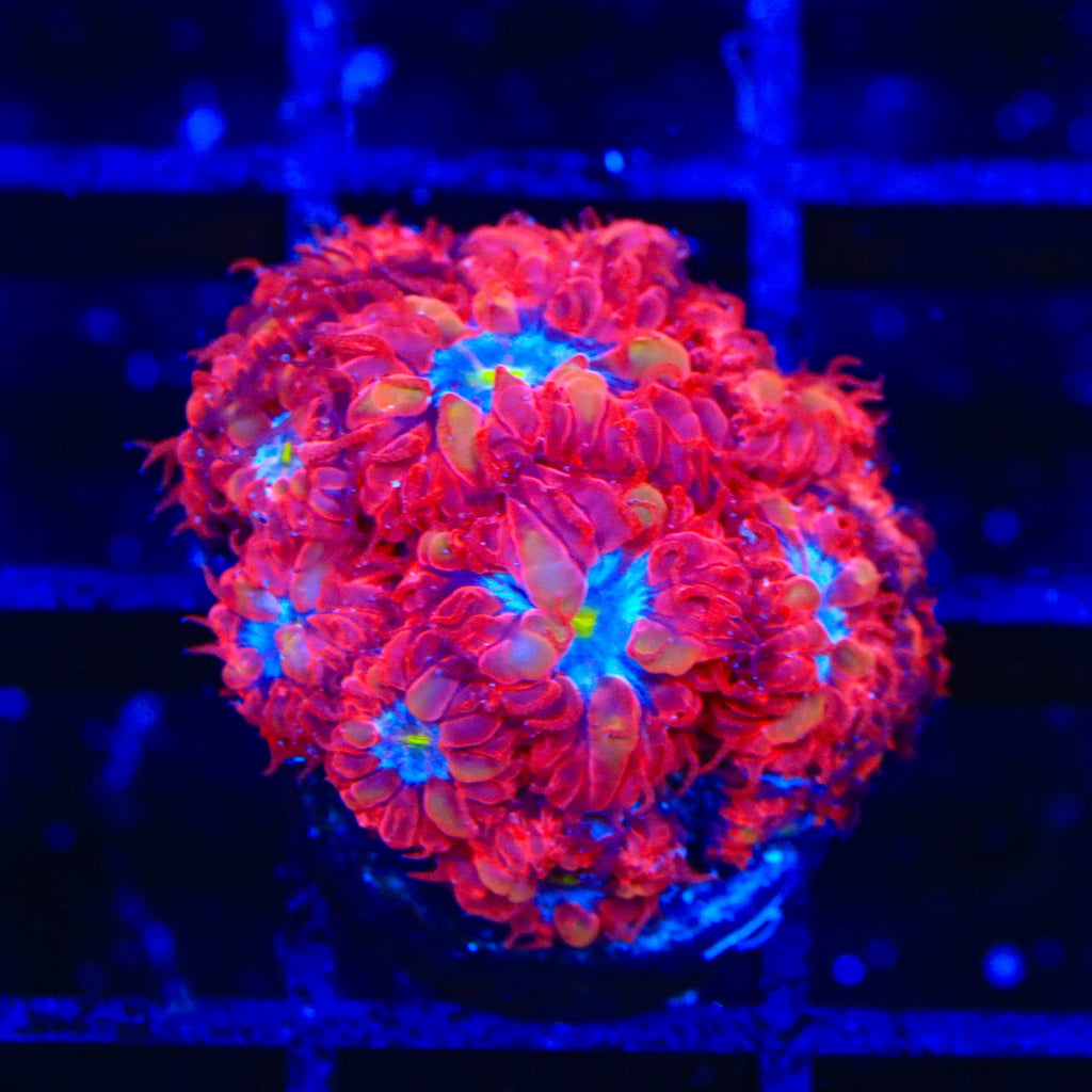 Blue Raven Merletti Blastomussa XL Frag Coral