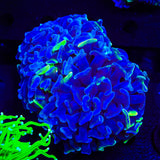 Blue Splatter Hammer Coral