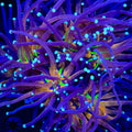 Blue Tiger Torch Coral