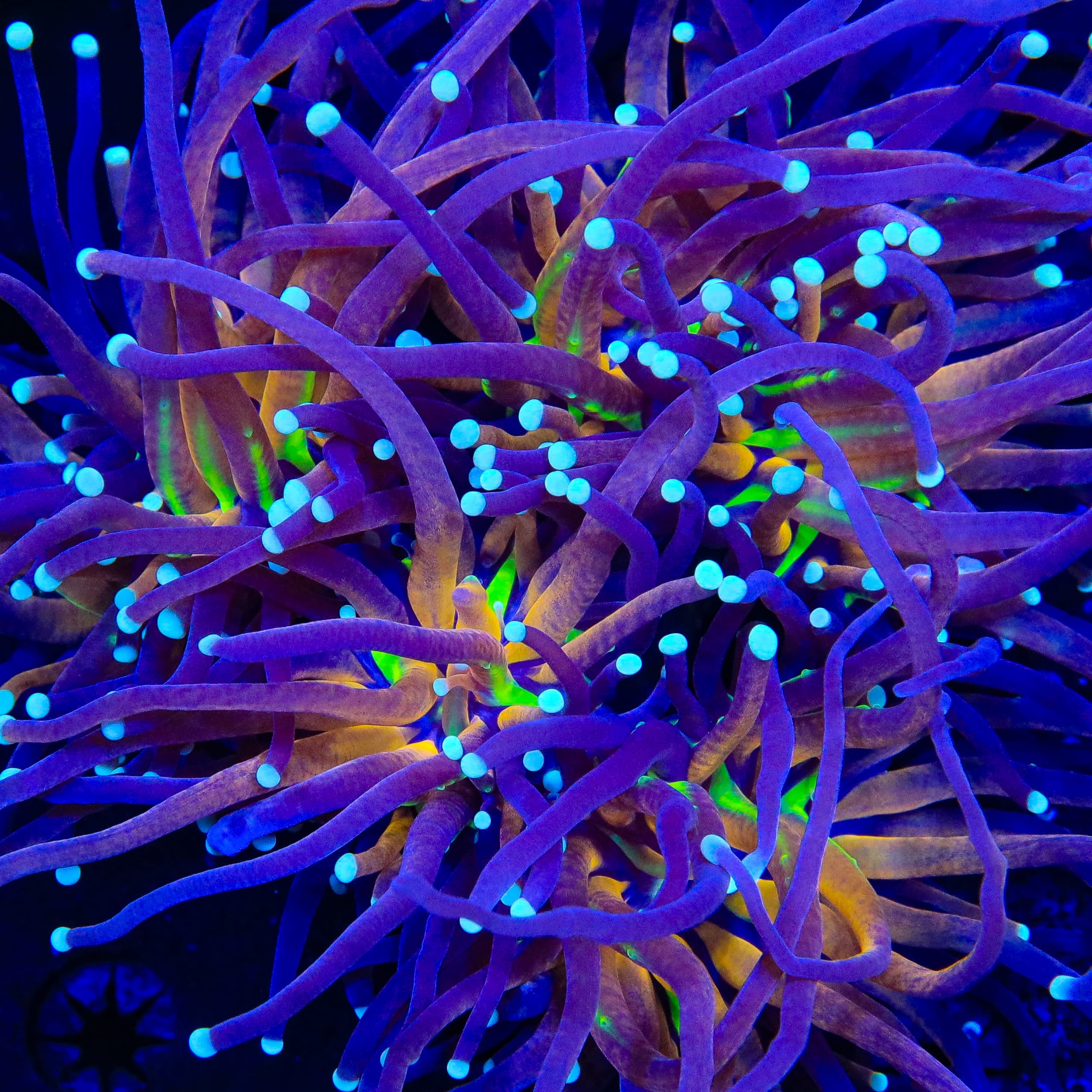 Blue Tiger Torch Coral