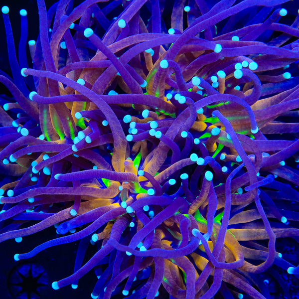 Blue Tiger Torch Coral