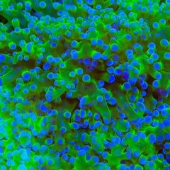 Blue Tip Frogspawn Coral