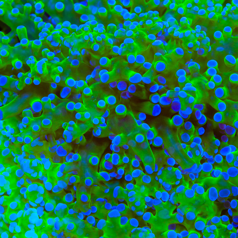 Frogspawn