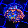 Booming Yuma Coral