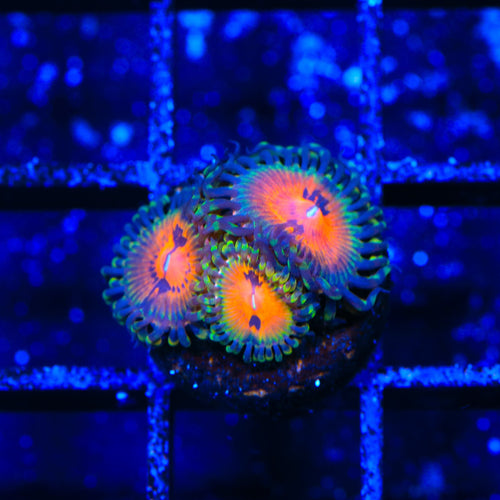 Bow Tie Blaster Zoanthids Coral