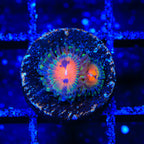 Bow Tie Blaster Zoanthids Coral