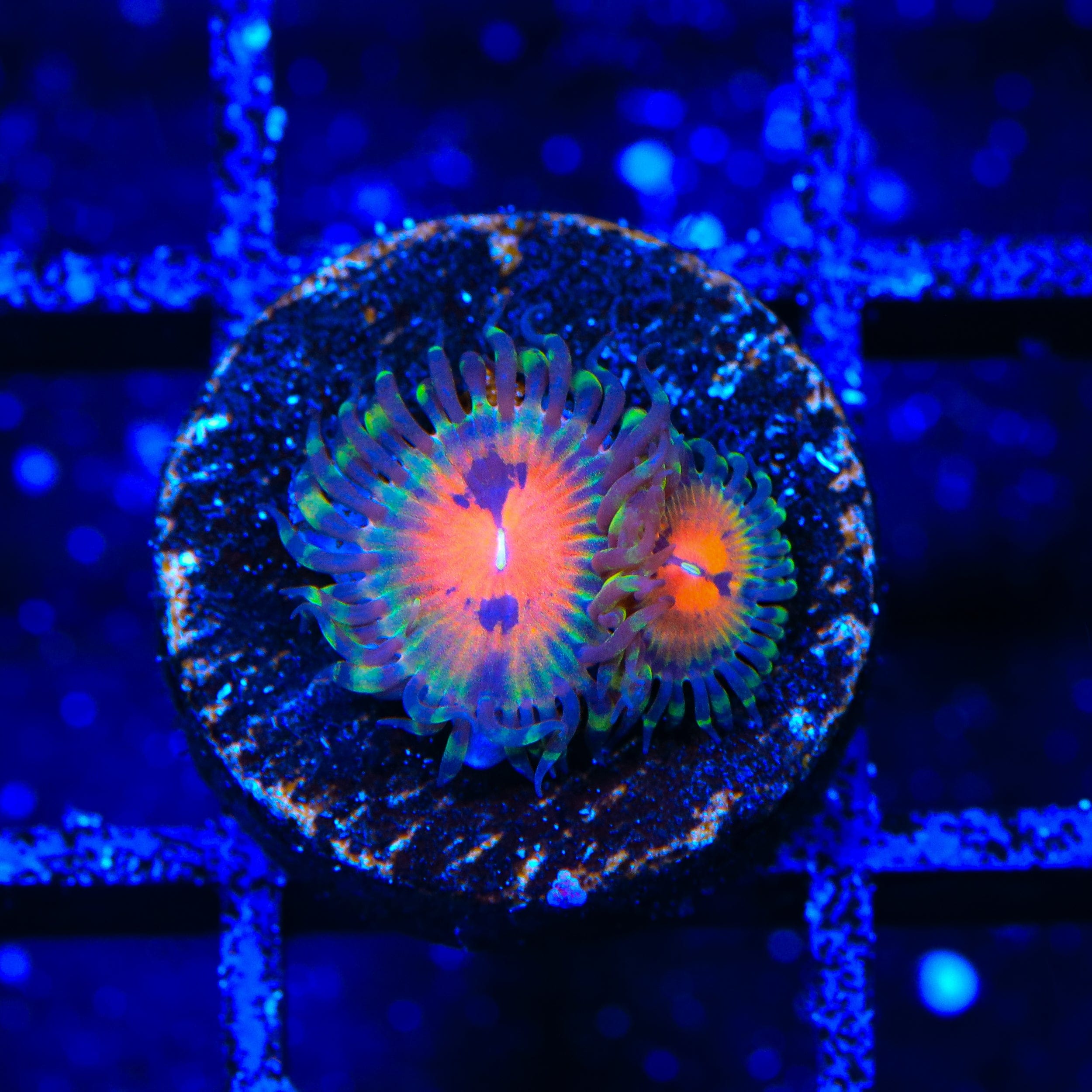 Bow Tie Blaster Zoanthids Coral