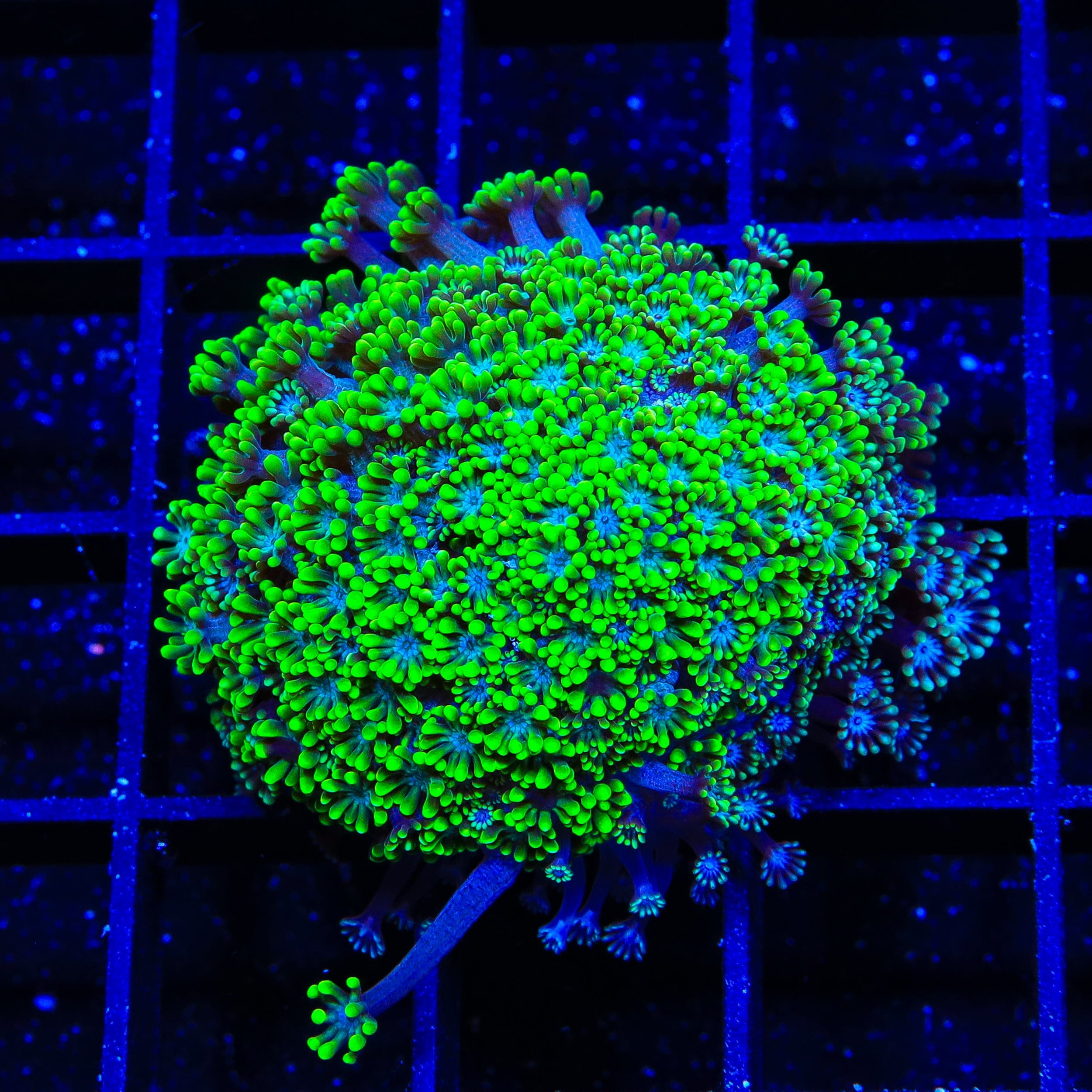 Bright Eye Alveopora XL Frag Coral
