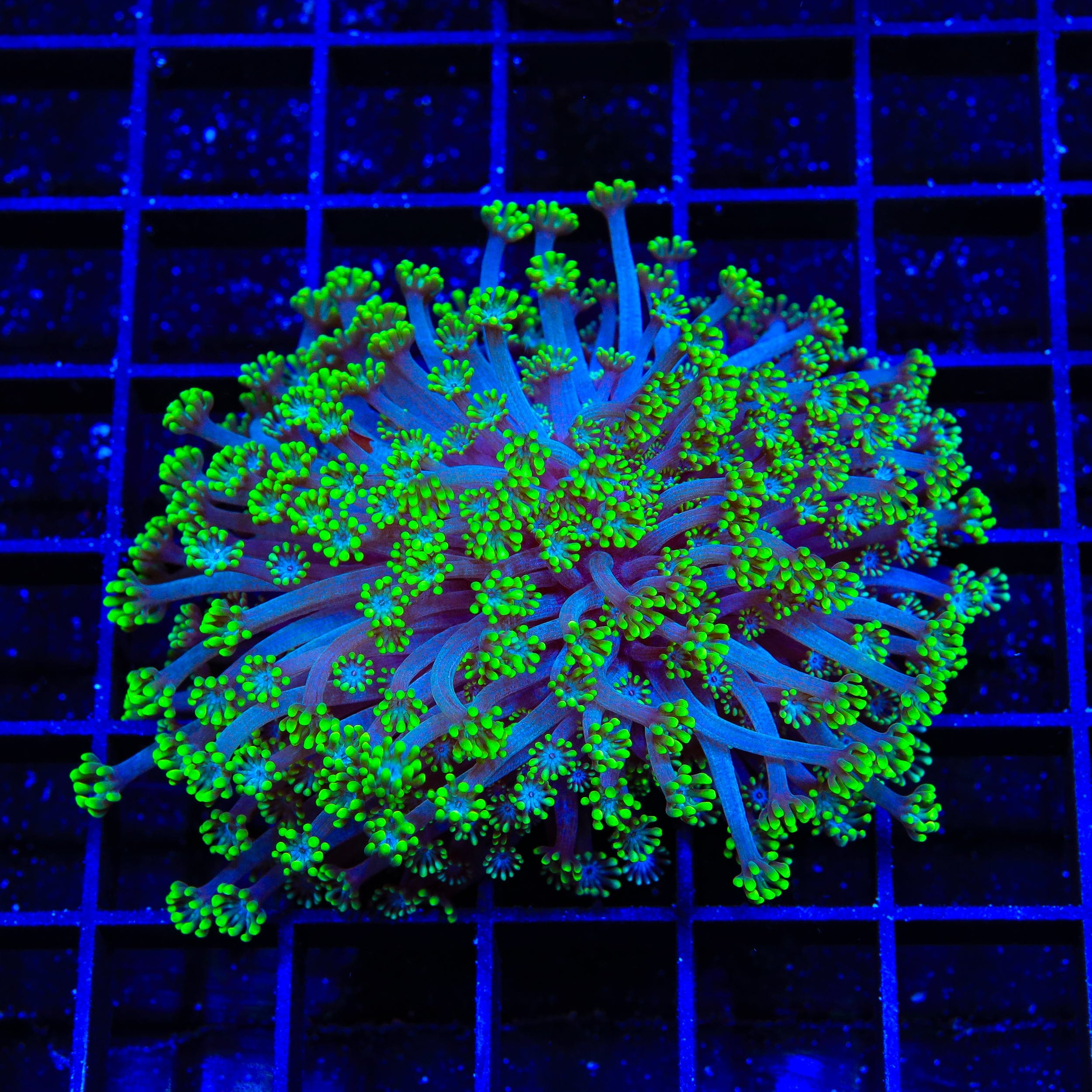 Bright Eye Alveopora XL Frag Coral