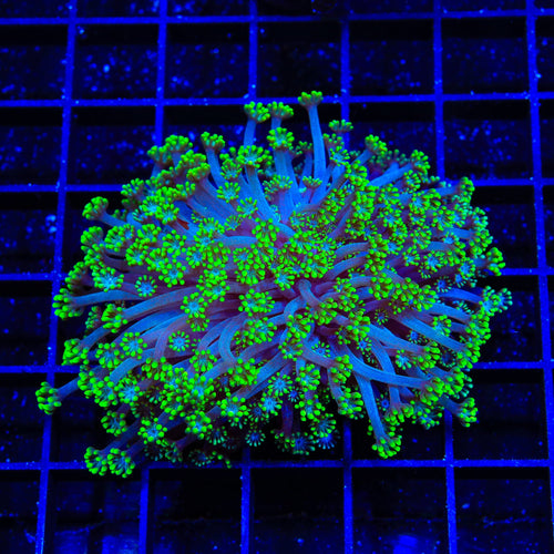 Bright Eye Alveopora XL Frag Coral