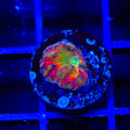 BSA Titty Twister Blastomussa Coral